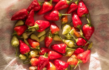 biber, kırmızı biber, kırmızı acı biber, baharatlı, baharat, gıda, bitki, küçük kırmızı biber, biber. Biber