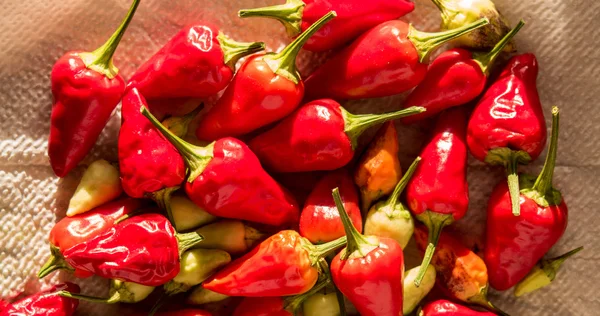 biber, kırmızı biber, kırmızı acı biber, baharatlı, baharat, gıda, bitki, küçük kırmızı biber, biber. Biber