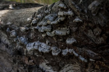 Yosun kaplı yaşlı bir ağaç.