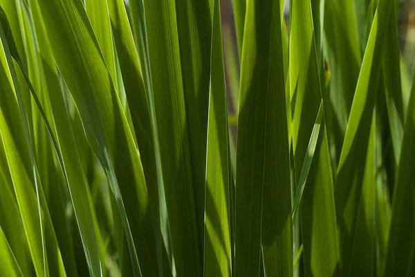 Frisches grünes Gras — Stockfoto