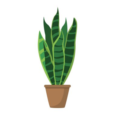 rahat yeşil Saksılı bitki