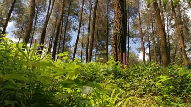 Красивый Сосновый Лес Голубым Небом — стоковое видео