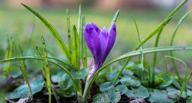 Bir güzel bahar çiçek çiğdem