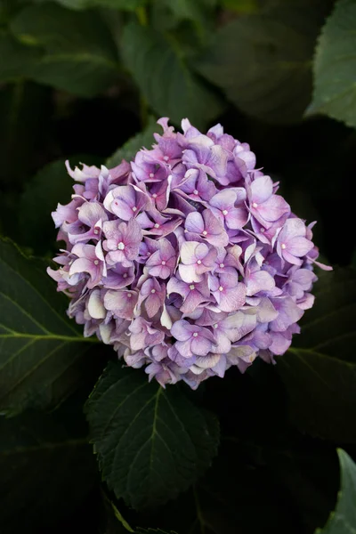 Hermosas Flores Púrpuras Flor Hortensia — Foto de Stock