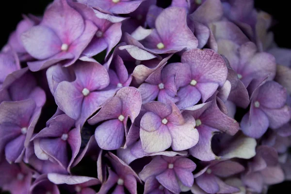 Hermosa Flor Hortensia Violeta — Foto de Stock