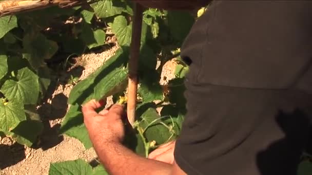 Hombre planta de enfermería — Vídeo de stock