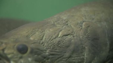 Arapaima gigas 'a aşırı yakın çekim.