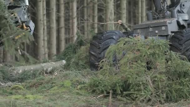 Närbild Fjärrstyrd Såg Timmermaskin Skogsavverkning — Stockvideo