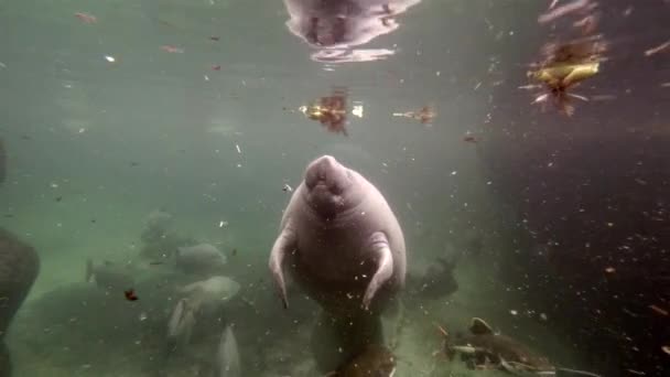 Manatí Tiro Ancho Comiendo Agua Hiacinth — Vídeos de Stock