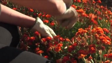 Gardener working with flowers
