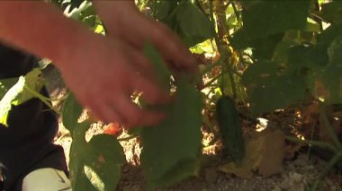 Bir salatalık yetiştiren bahçıvanın ellerine yakın durun.