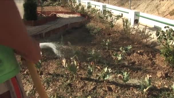 Arrosage Des Plantes Sèches Par Les Jardiniers — Video