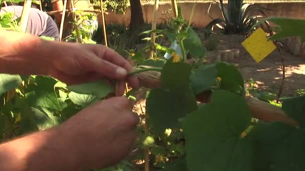 Zahradník Svázat Okurka Rostlina — Stock video