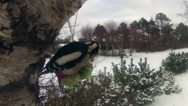 Time Lapse with Great Spotted Woodpecker - Dendrocopos major — Αρχείο Βίντεο