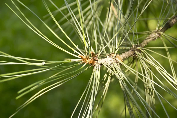 çam dalı yakın çekim