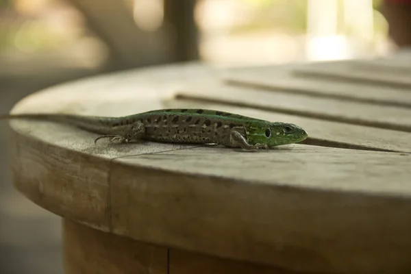 sessizce bir masada oturan kertenkele