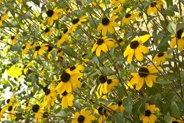 Bir buket sarı çiçek.