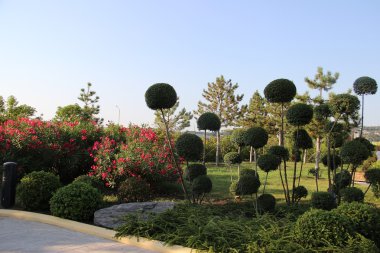 bükülmüş şube kozalaklı