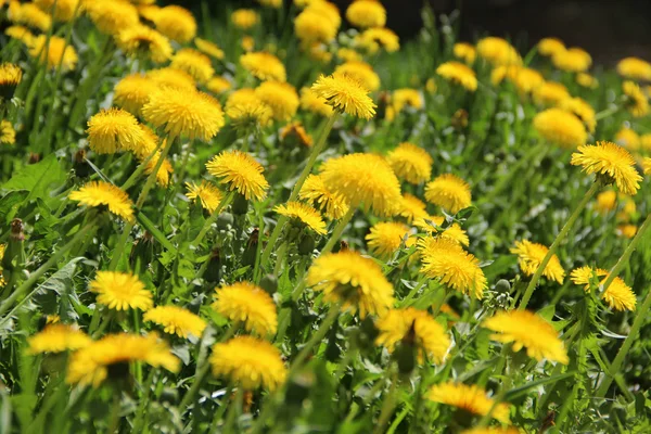 Parlak karahindiba alan