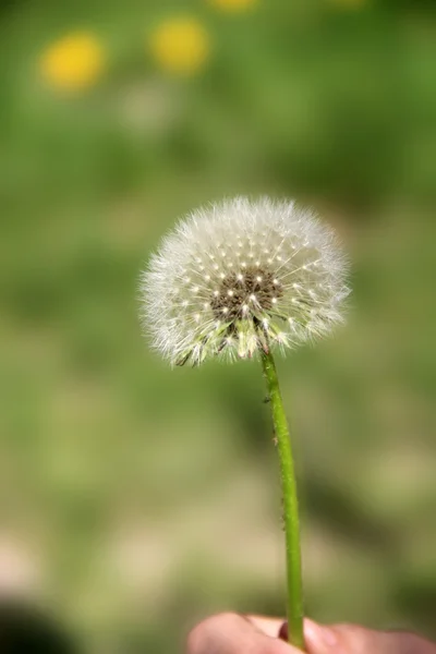Dandelion close up on blurred background. — Stock Photo, Image