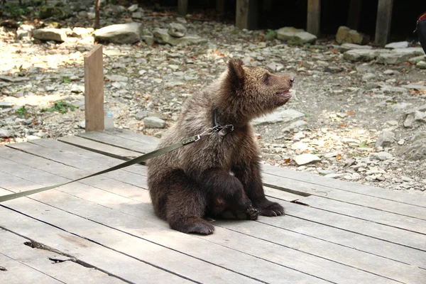 Ahşap katta oturan ayı