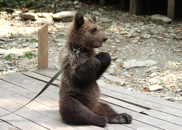 Ahşap katta oturan ayı