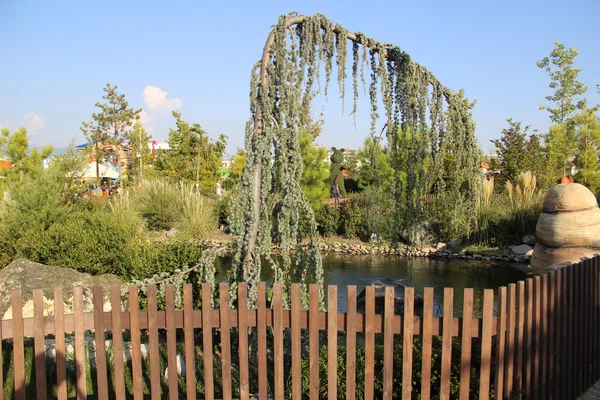 Bent branch conifer — Stock Photo, Image