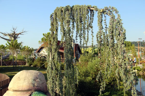 bükülmüş şube kozalaklı