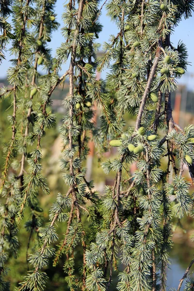 bükülmüş şube kozalaklı