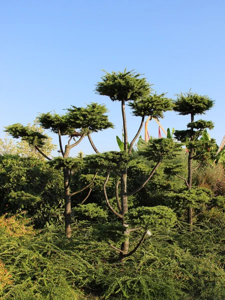 bükülmüş şube kozalaklı