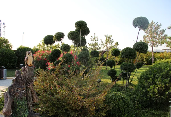 bükülmüş şube kozalaklı