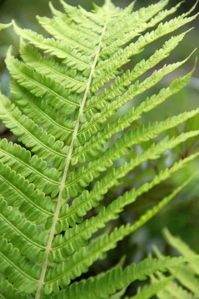 yaprak eğreltiotu üzerinde arka plan bulanık yakın çekim