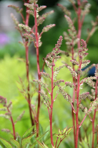 Yeşil çim kapatın