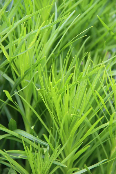 Yeşil çim kapatın