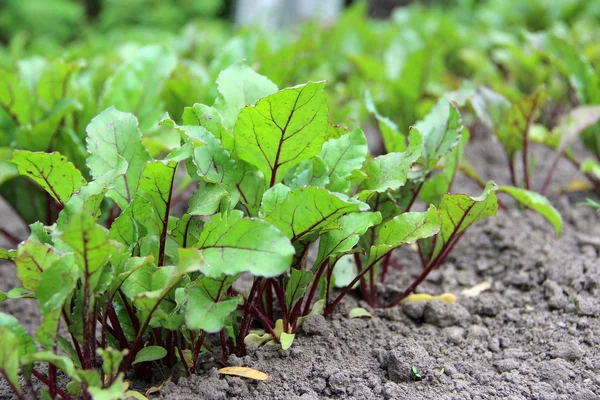 Bahçede büyüyen genç pancar yaprakları