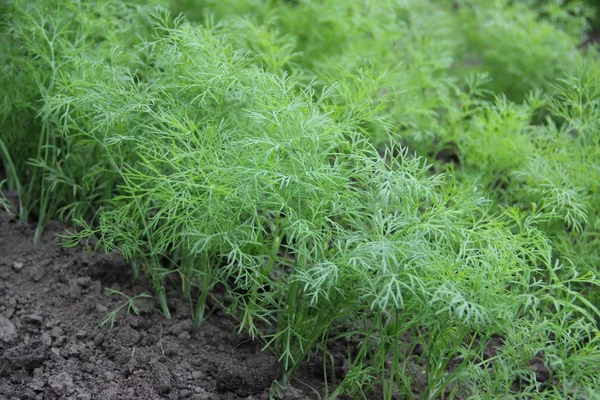 dereotu bahçede büyüyen genç yaprakları