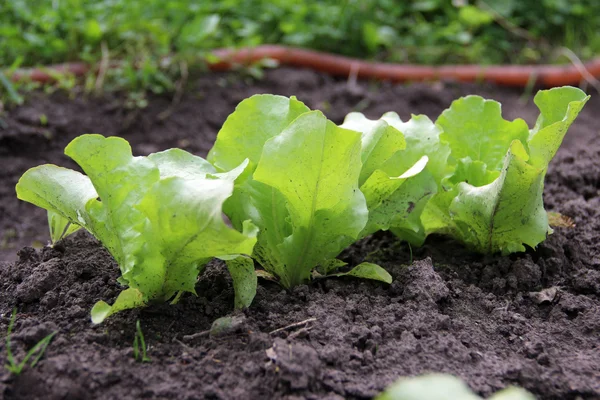 bahçede büyüyen genç marul
