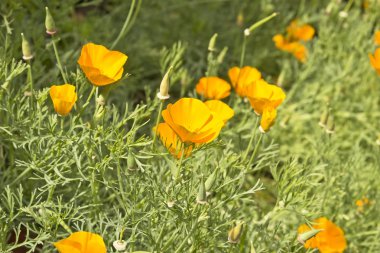 Glade turuncu çiçekler