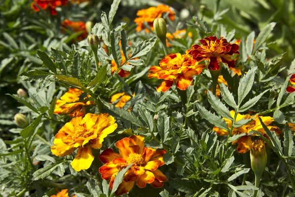 Sarı-kırmızı çiçek glade