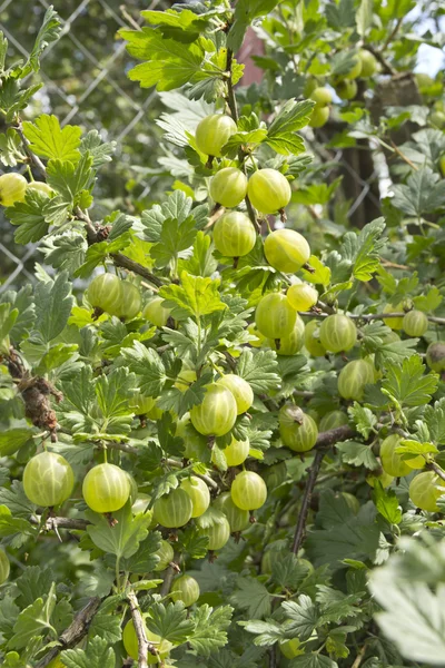 çilek bektaşi ile dikenli çalı