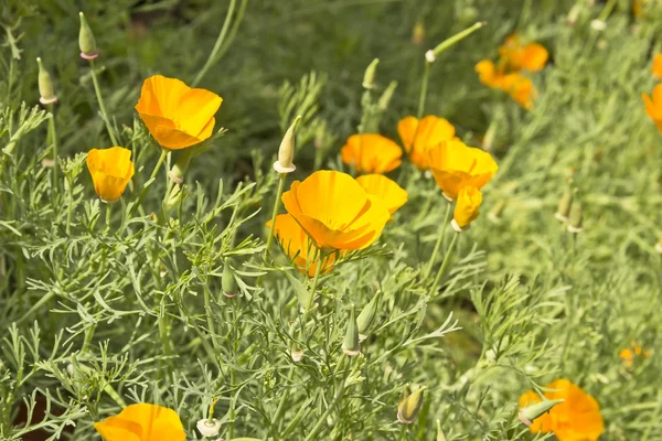 Glade turuncu çiçekler