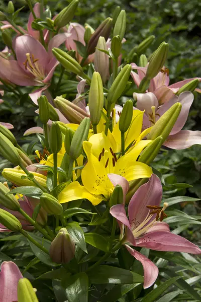 pembe ve sarı zambak