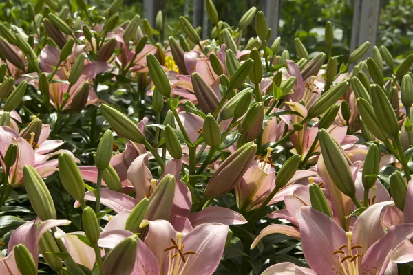 Alan zambak çiçekler