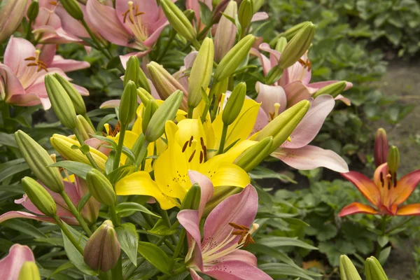 pembe ve sarı zambak