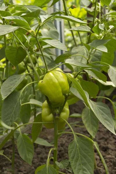 bahçede büyüyen biber