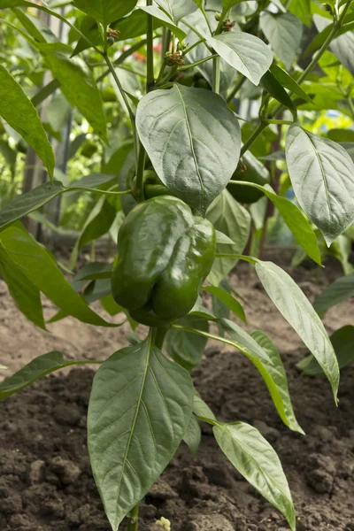 peppers growing in the garden