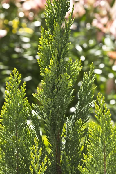 Planta de coníferas closeup — Fotografia de Stock