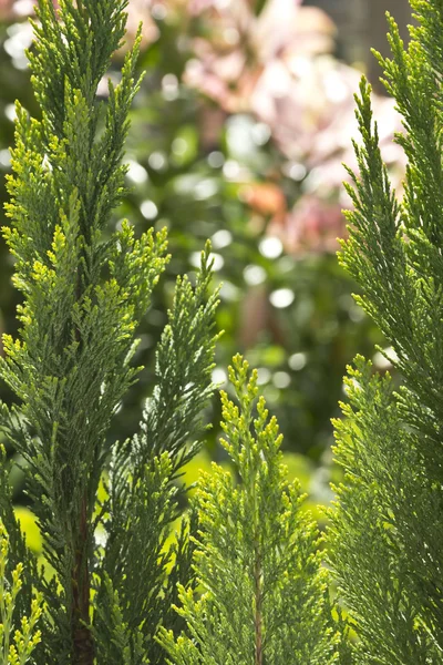 Conifer roślina zbliżenie — Zdjęcie stockowe