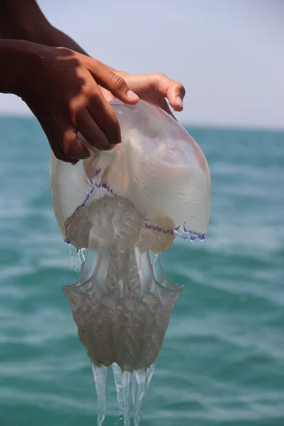 Most of the Black Sea jellyfish. — Stock Photo, Image