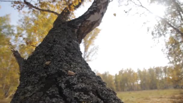 Herfst berk bos — Stockvideo